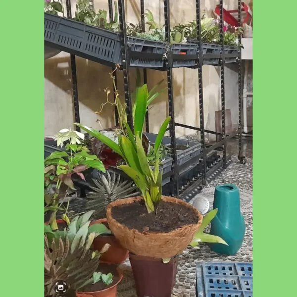 VIVERO (1)