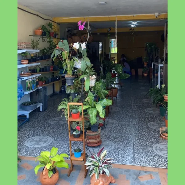 VIVERO (2)